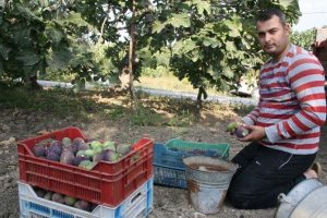 Krali&ccedil;e inciri altınla yarışıyor