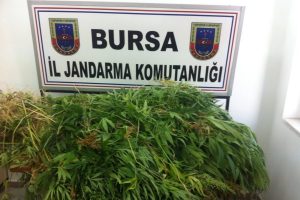 Bursa'da bir kenevir operasyonu daha