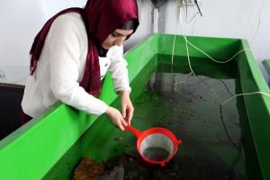Balıklar i&ccedil;in canlı yem &uuml;retiyor
