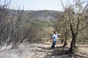 Bursa'da orman yangını meyve bahçelerini de vurdu!