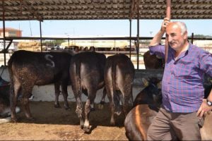 Bursa'da kurbanlıklar bu yıl el yakacak!