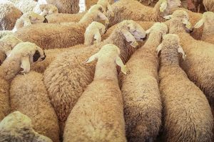 Bursa'da Mehmet&ccedil;ik Vakfı'ndan vekaletle kurbanlık a&ccedil;ıklaması