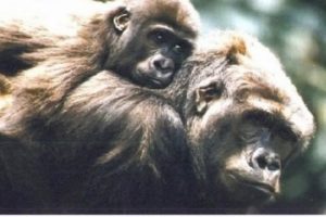Gorillerin arasına d&uuml;şen &ccedil;ocuğa bakın ne oldu