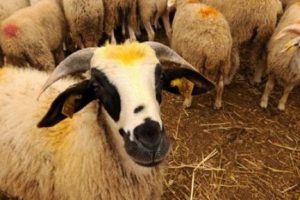 Kurbanlık se&ccedil;erken nelere dikkat edilmeli?