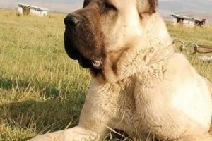 Cumhurbaşkanına hediye edildi talep arttı