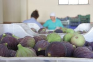 Kraliyet meyvesi Bursalı &uuml;reticinin y&uuml;z&uuml;n&uuml; g&uuml;ld&uuml;rmeye devam ediyor