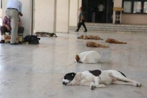 T&uuml;rkiye hi&ccedil; bu kadar terlememişti