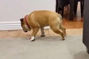 Sevimli k&ouml;pek ayakta uyudu