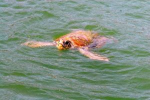 İztuzu'nda Caretta Caretta ilgisi