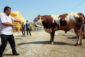 Bursa'da kesimlik değil seyirlik kurbanlıklar
