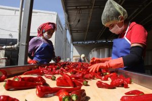 Bursa sal&ccedil;ası Hollanda'ya ihra&ccedil; ediliyor