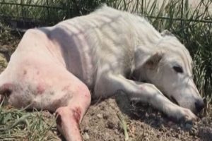 Fel&ccedil;li sokak k&ouml;peği Amerika'ya g&ouml;nderildi