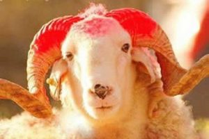 Kurbanlık alacaklar bu uyarılara dikkat