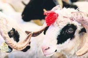 Dikkat! Sahtekarlar kurbanlıklara da el attı