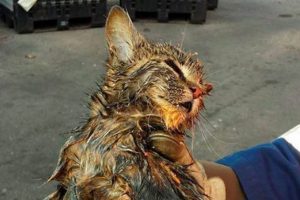 Yavru kedi yakılmaktan son anda kurtuldu