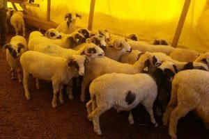 Suriye'den gelen 250 liralık kurbanlıklar kanser &ccedil;ıktı