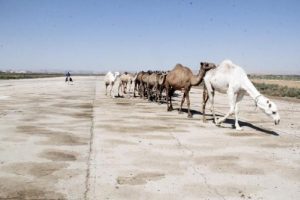 Kurbanlık develer havaalanı pistinde