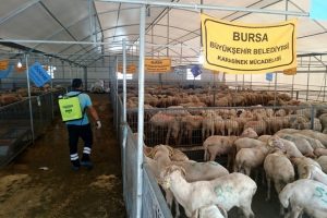 Bursa'da kurbanlık satış alanlarında haşere ila&ccedil;laması
