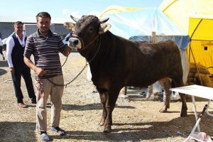 'Tosunpaşa' 13 bin liraya satışta