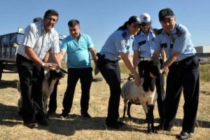 Şehitler i&ccedil;in 11 tane koyun kestiler
