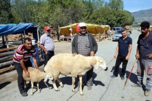 120 kiloluk ko&ccedil; g&ouml;renleri şaşırtıyor