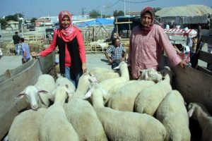 &Ccedil;oban kız kardeşler kurban pazarının ilgi odağı oldu