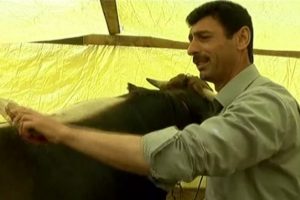 Kurbanlıkları t&uuml;rk&uuml; s&ouml;yleyerek yetiştiriyor