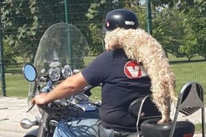 Motosiklette k&ouml;pekle yolculuk