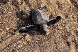 20 bin Caretta yavrusu denizle buluştu