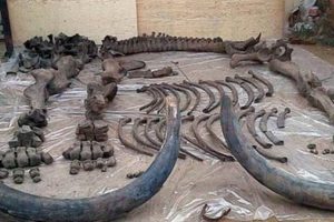 126 bin yıllık mamut fosili bulundu