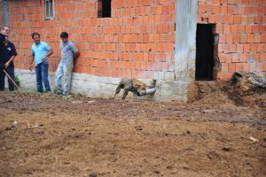 Bursa'da zavallı k&ouml;pek g&uuml;bre yığınına saplanınca yardımına itfaiye koştu