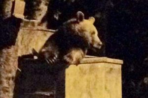 Bursa'da a&ccedil; ayılar Sarıalan'daki yerleşim b&ouml;lgesine indi!