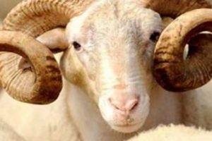 Kurban Bayramı'nda beslenmeye dikkat!
