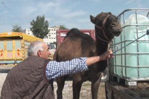 Kurbanlık develere alıcı &ccedil;ıkmıyor