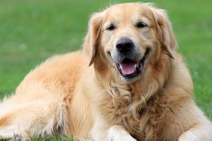 Bursa'da golden cinsi k&ouml;pek &ccedil;alındı