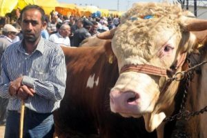 905 kiloluk 'Paşa' alıcı bekliyor