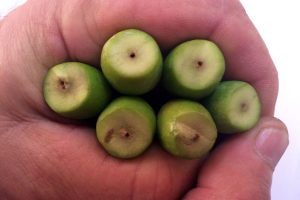 Zeytin &uuml;reticisinin baş belası 'sap kurdu' &uuml;retimi vurdu