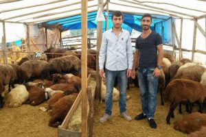 Bursa'da başlık parasını biriktirmek i&ccedil;in kurbanlık satıyorlar