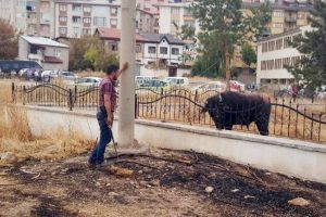 Ka&ccedil;an manda ortalığı birbirine kattı