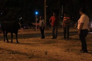 Sahibinin elinden ka&ccedil;an dana ortalığı birbirine kattı