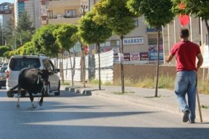 Boğa 4 kişiyi hastanelik etti