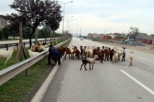 Bursa'da &ccedil;evre yolunda başıboş ke&ccedil;i alarmı