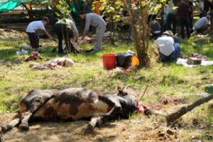 Giresun'da kadın ve &ccedil;ocuk kasaplar işbaşında