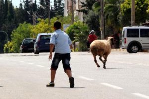Kurbanlık sahibini 5 kilometre koşturdu