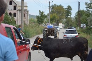 Kurbanlık dana Gemlik'i birbirine kattı