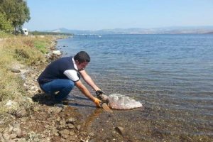 Aliağa sahilinde &ouml;l&uuml; caretta bulundu