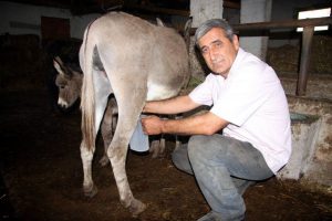 Bursa'da mucize s&uuml;t! Bir kilosu ile astım ve bronşite son...