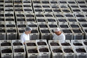 Zeytin &uuml;reticileri i&ccedil;in 'Rekolte Beyannamesi' d&ouml;nemi