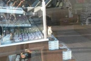 Farenin bir g&uuml;nl&uuml;k seyahati binlerce liralık zarara neden oldu