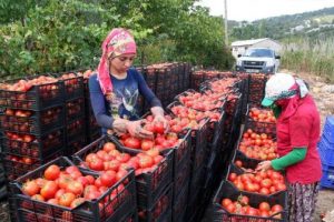 Domates 40 kuruşa alıcı bulamıyor